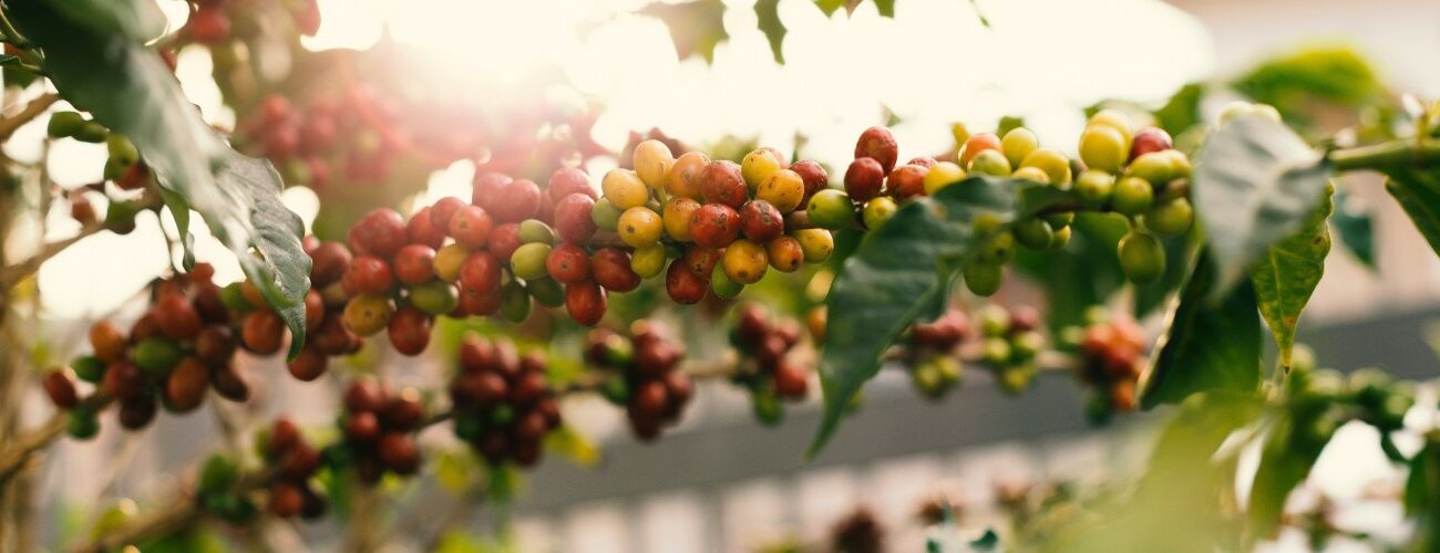 認識10咖啡豆產地與風味：巴西、哥倫比亞、肯亞咖啡