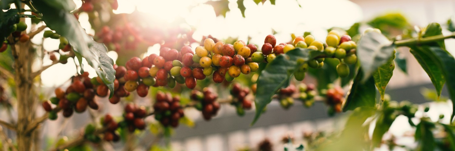 Unveiling the Remarkable Flavours of Coffee Regions: A Journey of Flavours