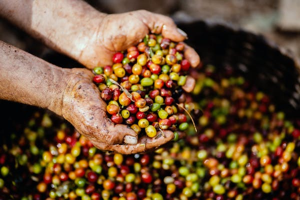咖啡豆產地